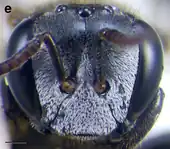 A. cassiae worker face. Scale bar = 0.25&nbsp;mm