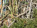 A. gracilirostris on perch in bulrush