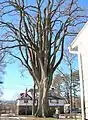 "The Grayson Elm" in Amherst, Massachusetts, in winter. American elm, Massachusetts (2013), with octopus-like limbs. Girth 17&nbsp;ft; height 80&nbsp;ft.