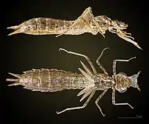 Exuviae