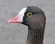 Bright yellow orbital ring in a lesser white-fronted goose