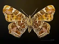 form levana  underside