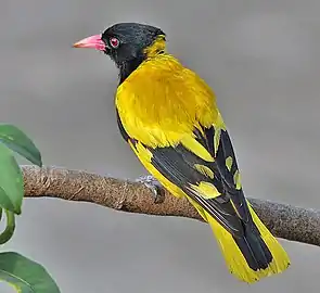 O. x. xanthornusKolkata