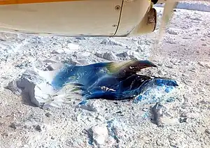 Blue iceberg in the Ilulissat Icefjord
