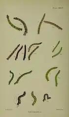 Larvae after final moult