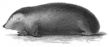 Drawing of golden mole