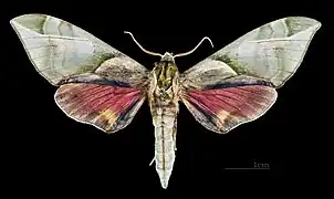 Male C. t. formosana