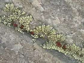 small reddish spots growing on a larger light greenish-yellow lichen that is itself growing in the crack of a rock