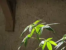 Image 28Top of Cannabis plant in vegetative growth stage (from Cannabis)