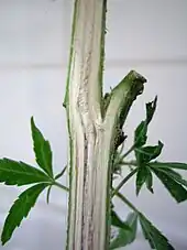 Image 50Cannabis sativa stem longitudinal section (from Cannabis)