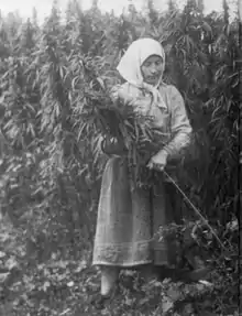 Image 14Harvesting hemp in the USSR, 1956 (from Hemp)