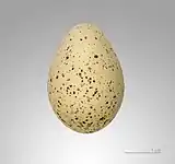 Egg of Charadrius dubius, MHNT