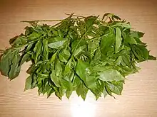 Edible leaves of Corchorus olitorius