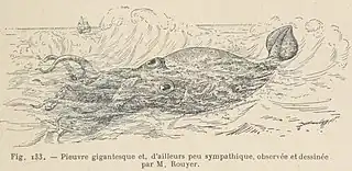 #18 (30/11/1861)An illustration of the Alecton encounter from Les Animaux Excentriques by Henri Coupin&nbsp;[fr], first published in 1903, based on the original from Bouyer (here given as "Rouyer").