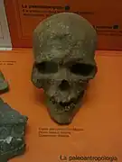A Cro-Magnon skull from France