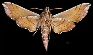 D. askoldensis ♀ △