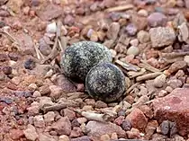 Three-banded plover (C. tricollaris) eggs on open ground