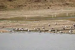 Egrets in Mundur pond