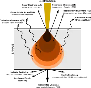 Pictorial diagram showing signals generated when an electron beam interacts with a sample of matter. At the top, the primary electron beam impinges on the sample. Various types of emissions are shown in order of increasing penetration depth of the beam. Near the top are Auger Electrons, followed by Secondary Electrons, then Backscattered Electrons, all emerging in the general direction towards the impinging beam. Next are four types of radiation (shown with wavy arrows): Characteristic X-rays, Continuum X-rays, Cathodo-luminescence, and Fluorescent X-rays. The later two are shown as being emitted from the same depth. Finally, shown having passed through the body of the sample are, in increasing order of angular displacement from the beam axis, Transmitted Electrons, Diffracted Electrons, and Scattered Elections.