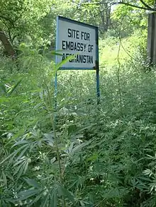 Image 20A thicket of wild cannabis in Islamabad, Pakistan (from Cannabis)