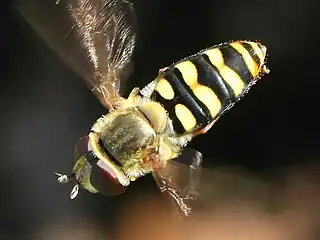Western aphideater