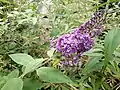 Buddleia, Buddleja sp., naturalised on mound