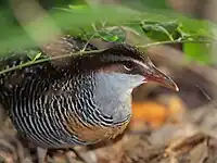 Buff-banded rail at Green Island National Park, Green Island, Queensland, Australia