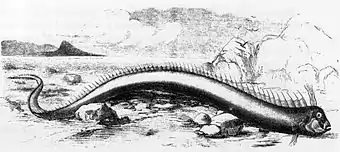 Oarfish that washed ashore on a Bermuda beach in 1860. The animal was 5&nbsp;m (16 feet) long and was originally described as a sea serpent.