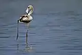 Greater flamingo (sub adult)