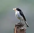 Male with the feed for juveniles at 8,000&nbsp;ft.in Kullu - Manali District of Himachal Pradesh, India
