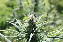 Image 46Hemp being grown in Oregon in 2020 (from Hemp)