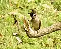 Himalayan Bulbul at Sattal Kumaon India