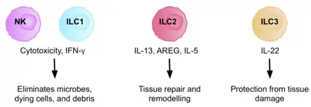 A flow chart with images of the group 1, 2, and 3 ILC cells, and their individual roles in tissue repair and regeneration.