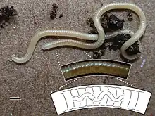 Metenteron in the milliped Illacme plenipes.