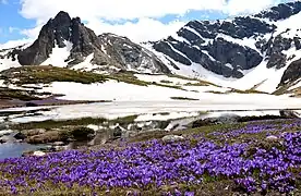 Crocuses next to the Seven Rila Lakes