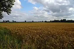 Field in Dąbrowa