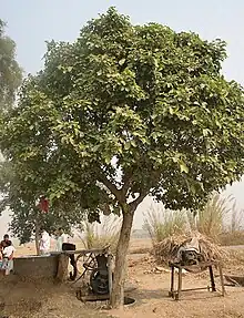 Young tree at Hodal in Faridabad district of Haryana, India