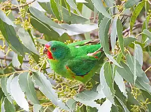 Swift parrot perched in eucalypt foliage