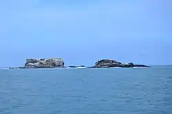 Australasian gannet in flight