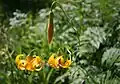 Lilium columbianum bud & flowers, at 7000&nbsp;ft in Sierra Nevada
