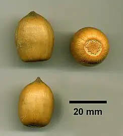 Acorn of N.&nbsp;densiflorus