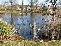 Duck pond on the village green