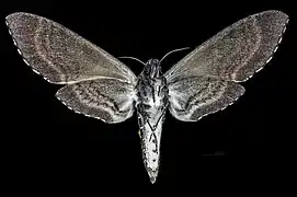 Female, ventral view