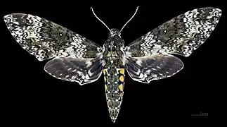 Male Manduca rustica rustica, dorsal view