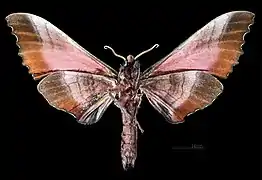 Male M. g. gressitti, underside