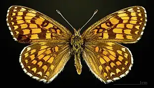 Female