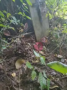 Photograph showing a little memorial with a cross of Jesus and flowers to remember those who dies in this tragic accident.