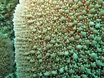 Polyps of Montipora danae