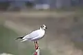 Seagull