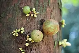 Omphalocarpum procerum&nbsp;[fr]